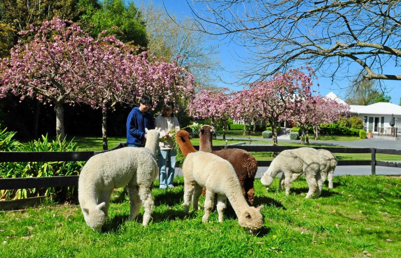 Silverstream Alpaca Farmstay & Tour Kaiapoi Exterior photo